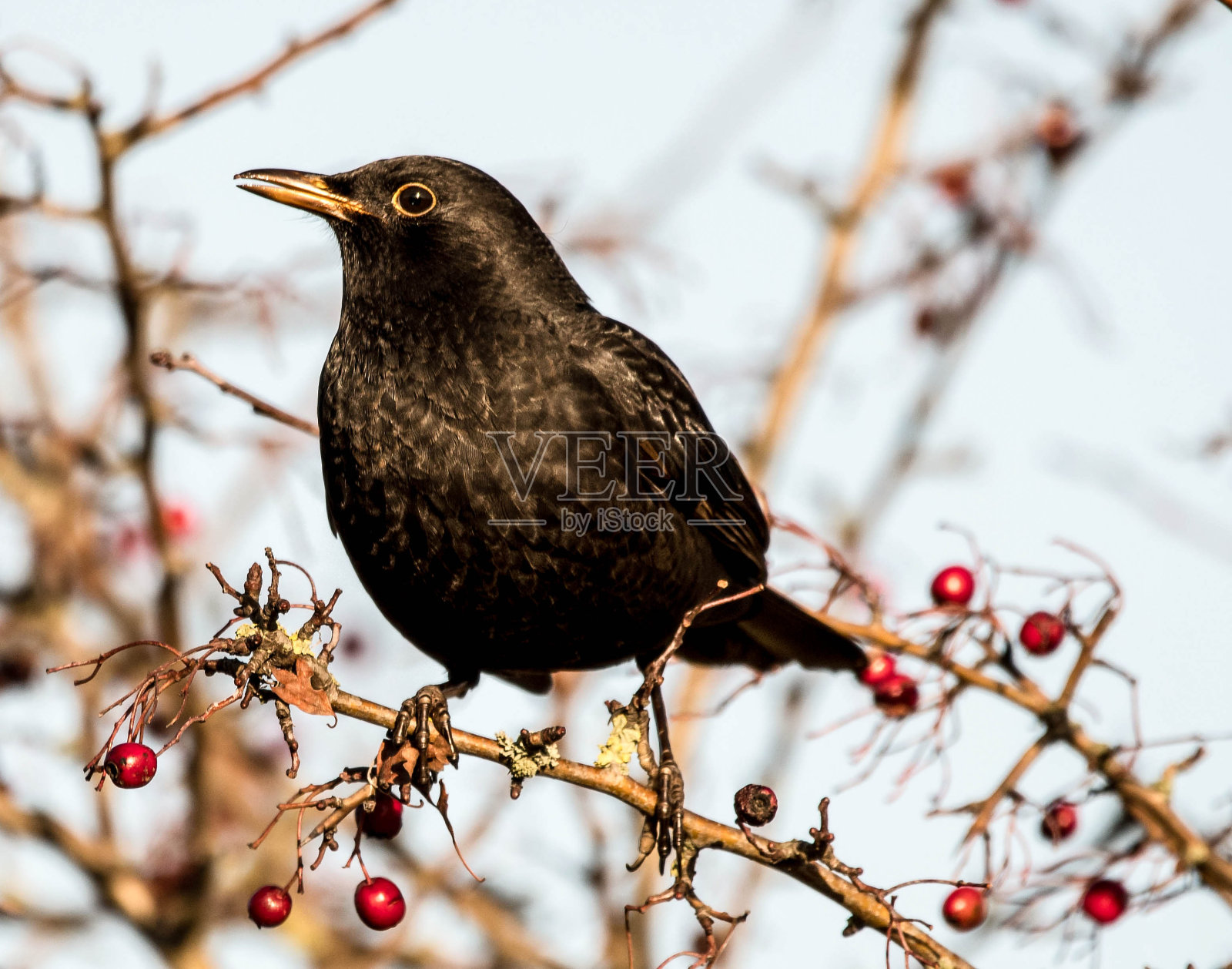 冬季雄性黑鸟吃红色浆果照片摄影图片