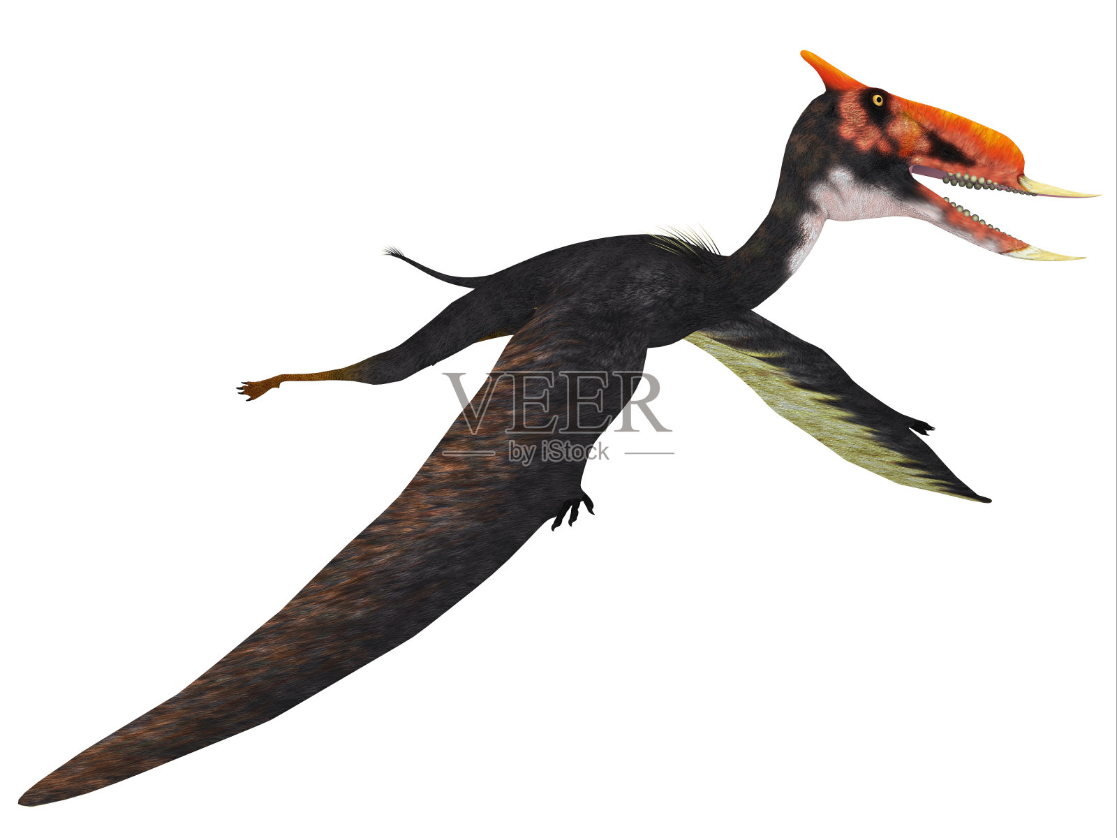 Dsungaripterus飞行的爬行动物照片摄影图片