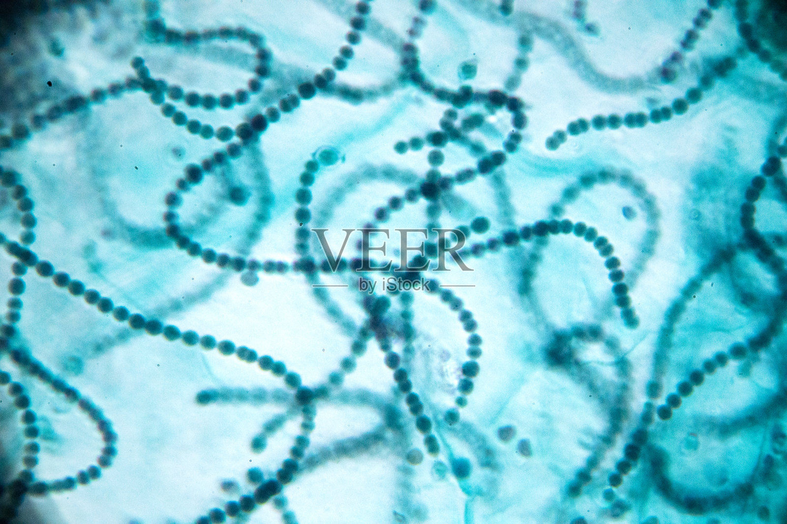 显微镜下的珠藻照片摄影图片
