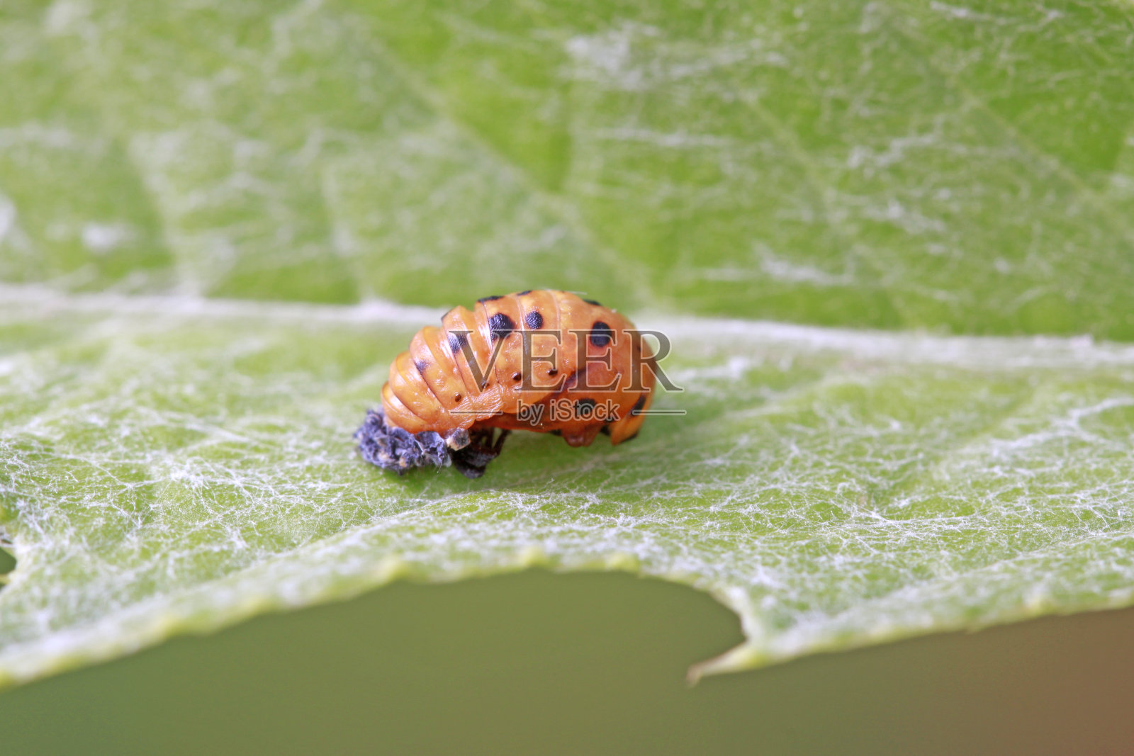 甲虫在野生植物上的蛹照片摄影图片