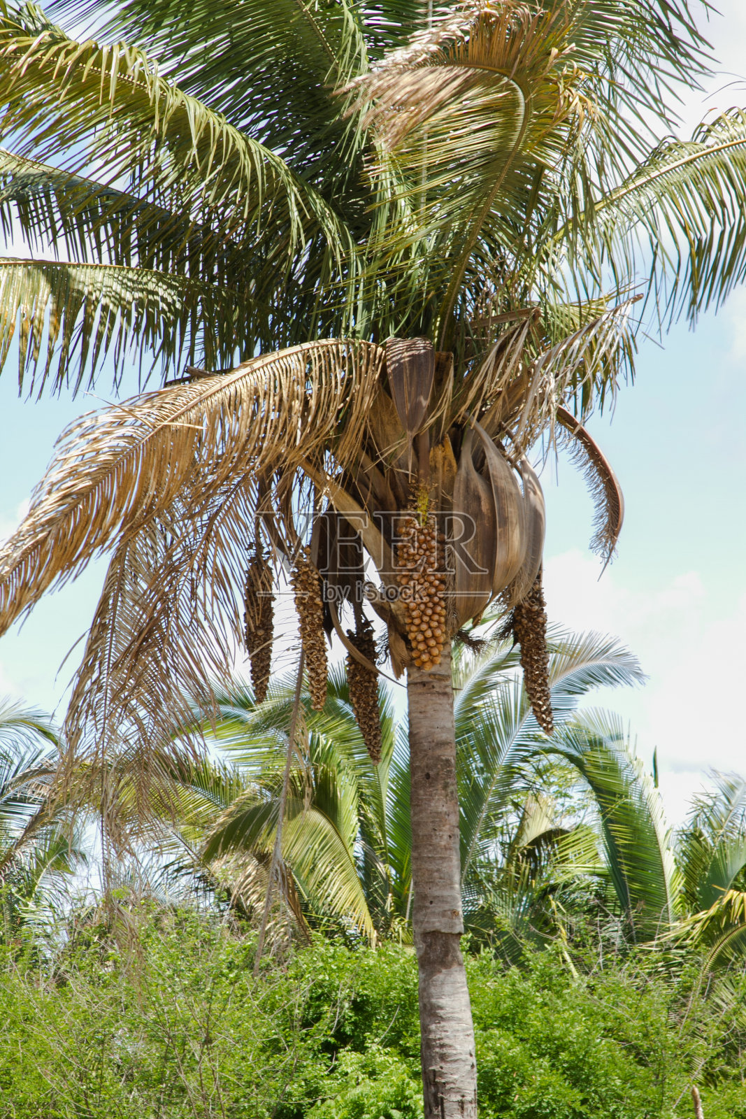 巴西皮奥伊的巴巴苏棕榈照片摄影图片