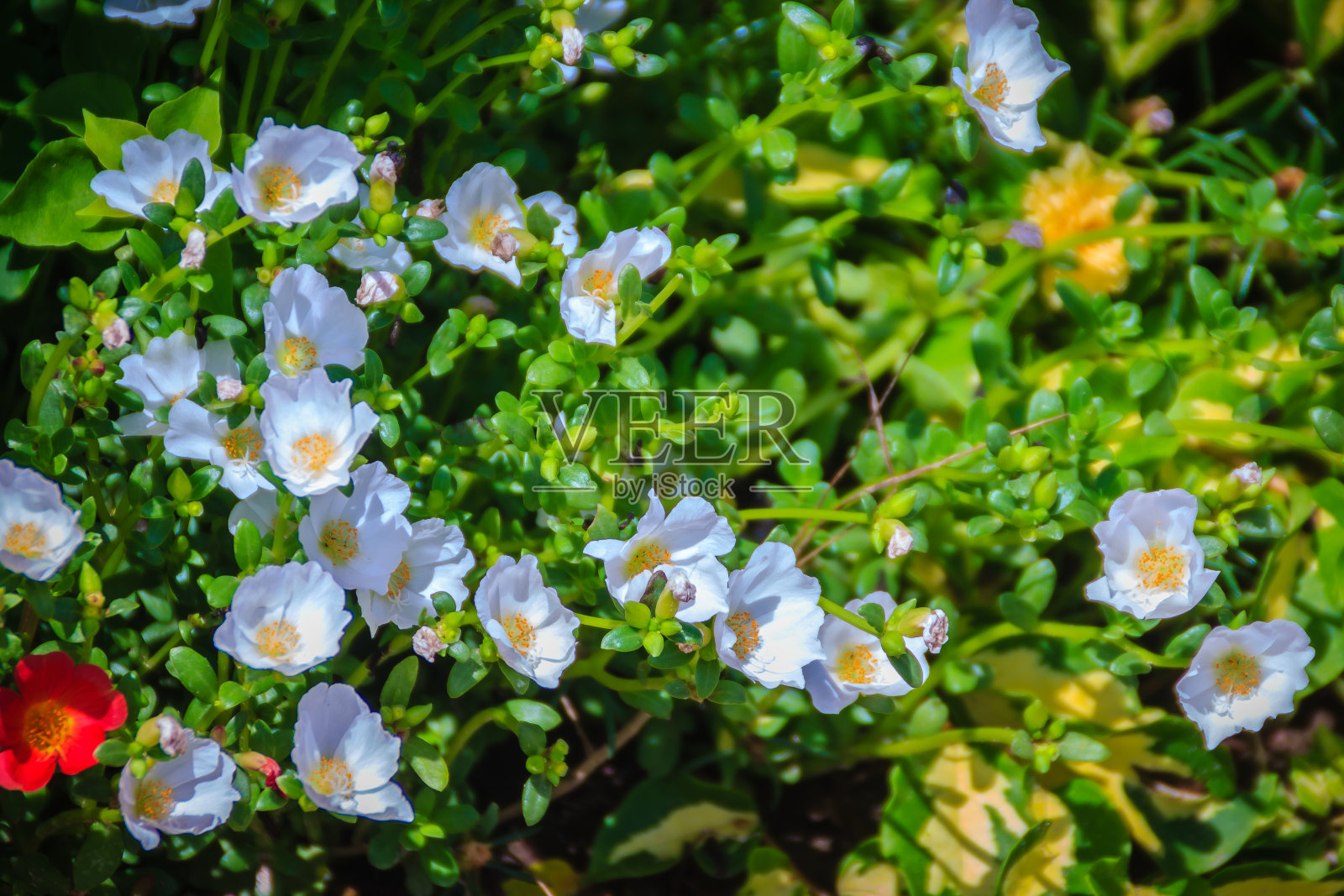 美丽的白色马齿苋花，也叫普通马齿苋、小猪草、红根或马齿苋。照片摄影图片