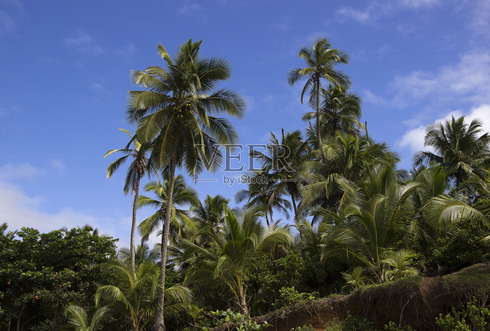 蓝天下的椰子树照片摄影图片