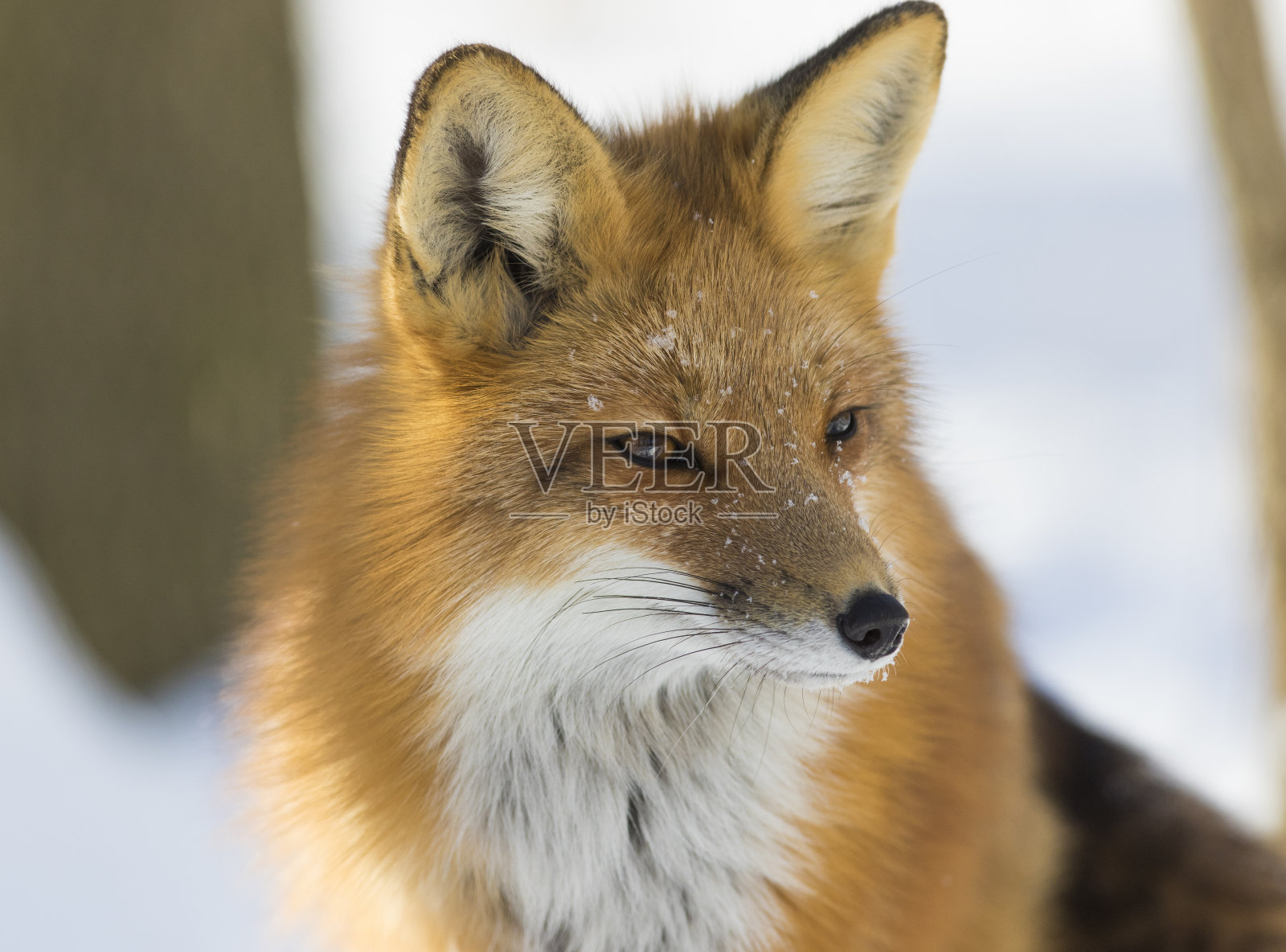 红狐狸肖像照片摄影图片