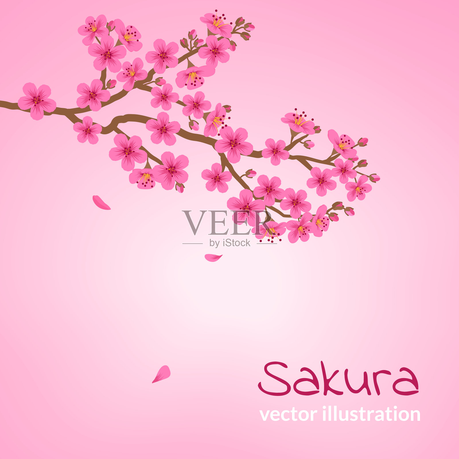 一束盛开的樱花插画图片素材