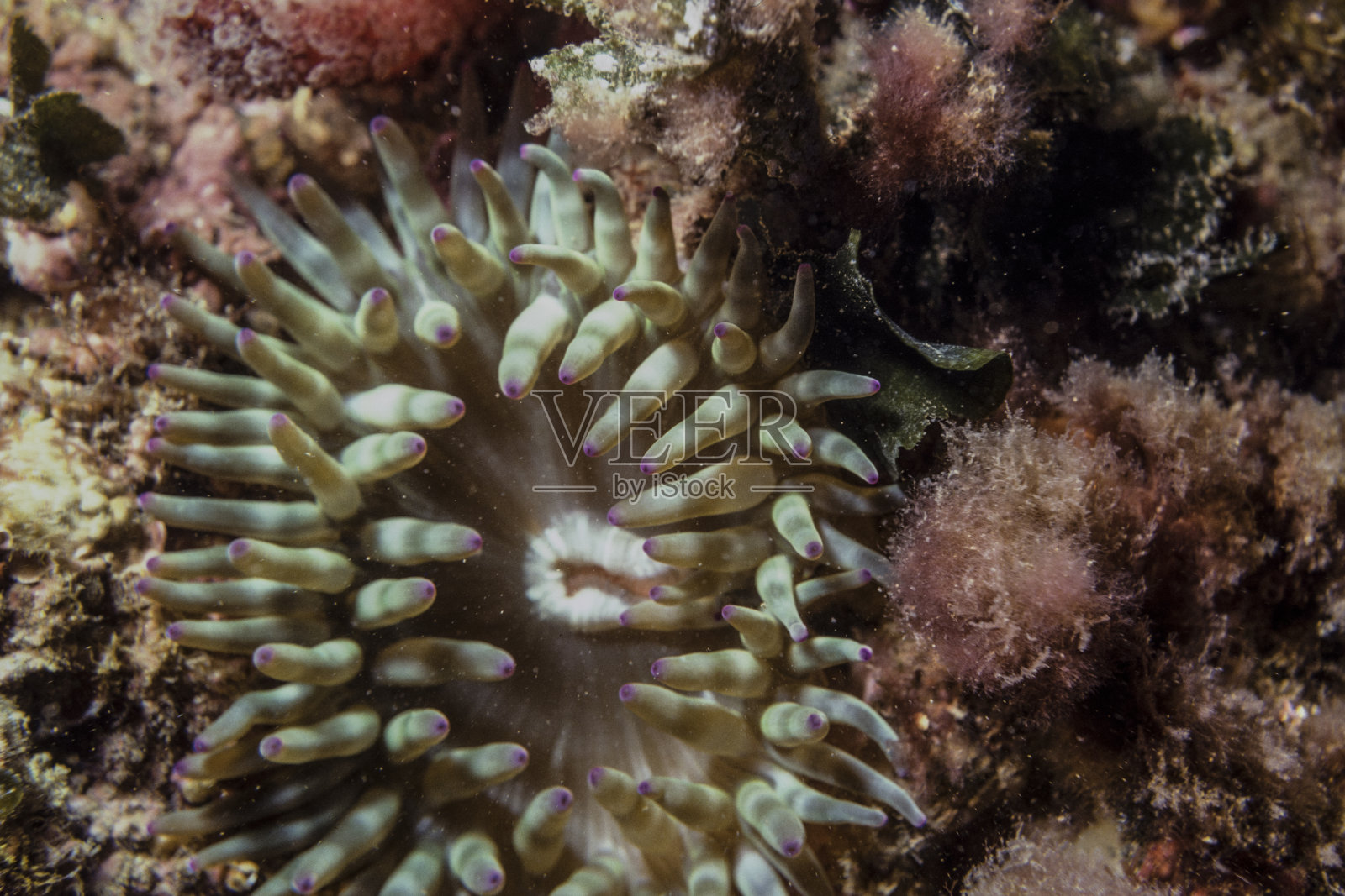 珊瑚礁中的珊瑚虫、海绵和藻类照片摄影图片