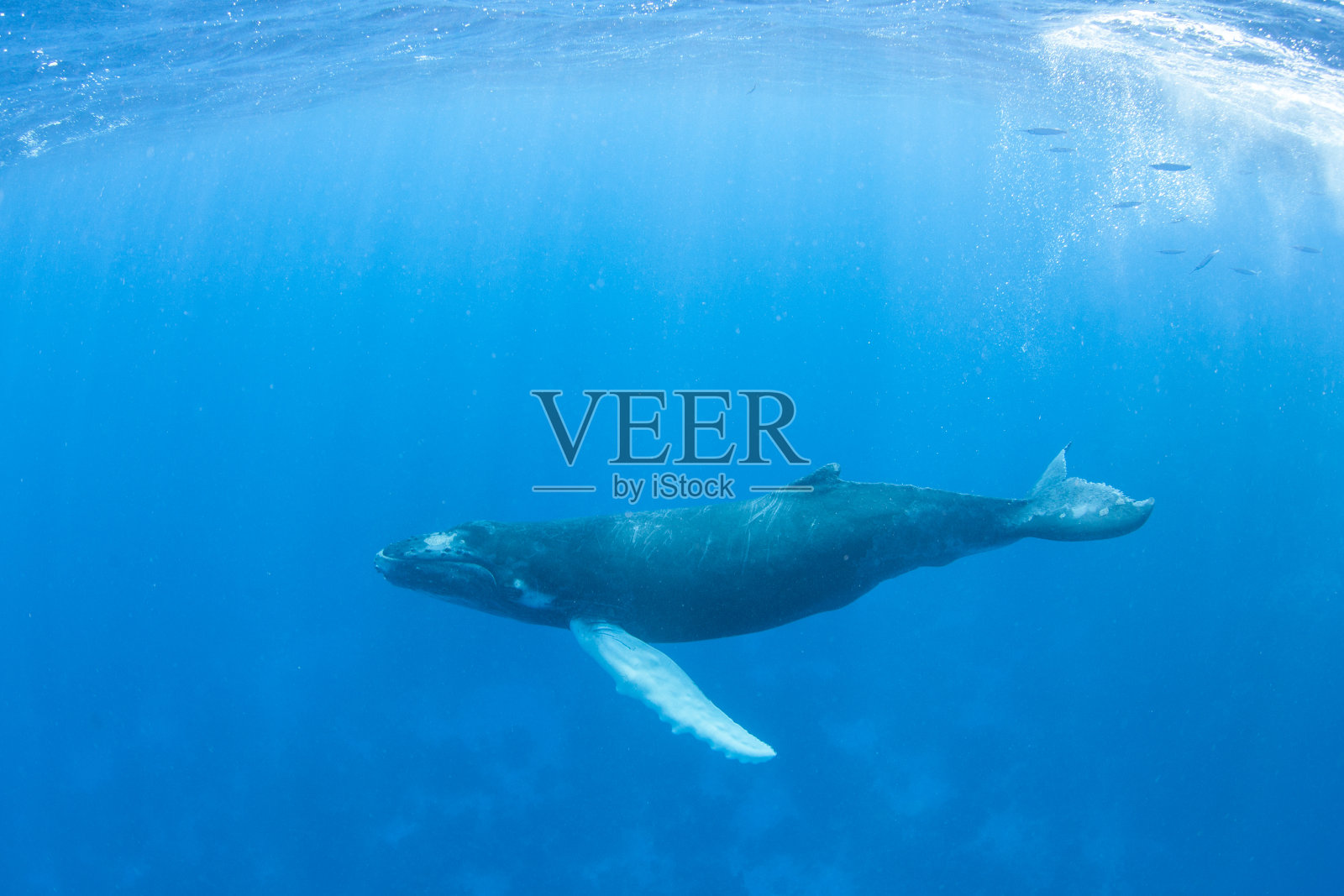 蓝水中的年轻座头鲸照片摄影图片