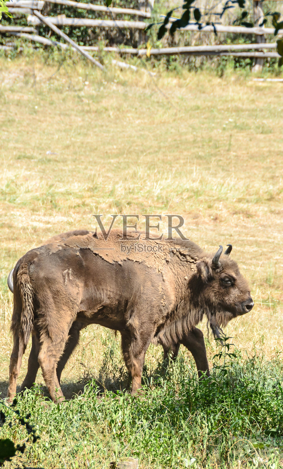 欧洲野牛(bison bonasus)，智慧或欧洲的木材，生活在绿色的森林，特写照片摄影图片