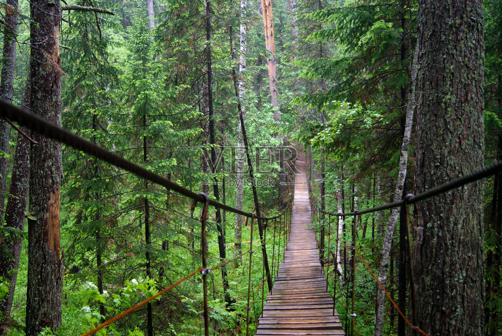 一座横跨森林峡谷的吊桥照片摄影图片