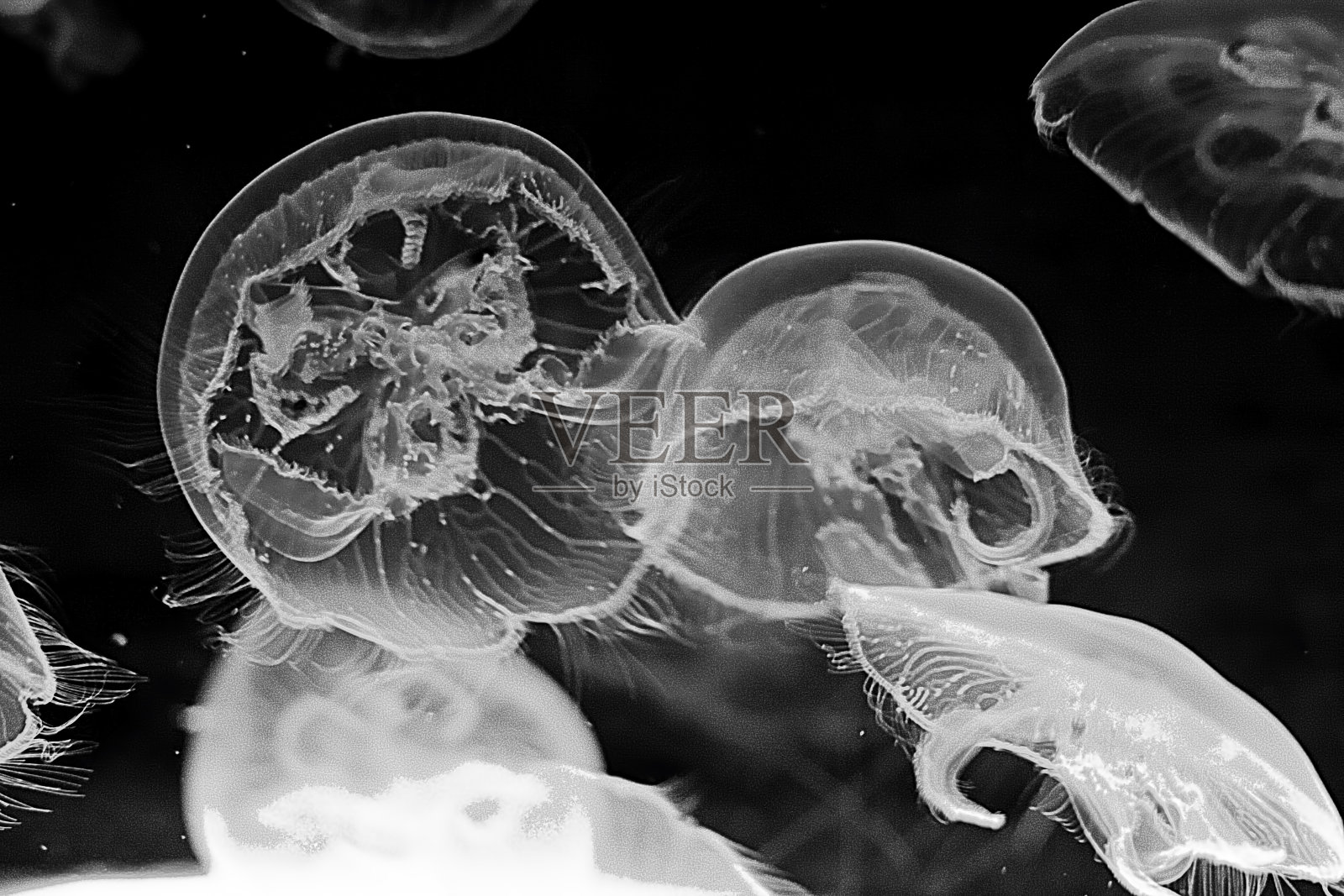 水族馆水母的细节照片摄影图片