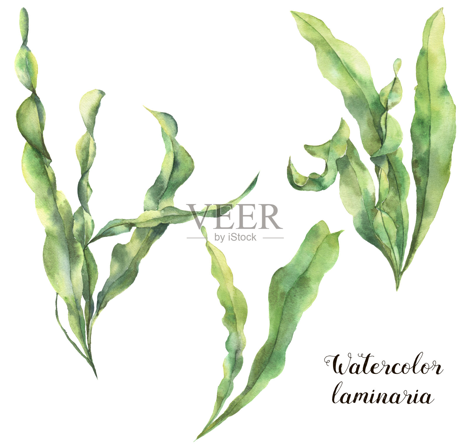 水彩昆布属植物。手绘水下花卉插图与藻类树叶枝孤立在白色的背景。用于设计、织物或印花插画图片素材