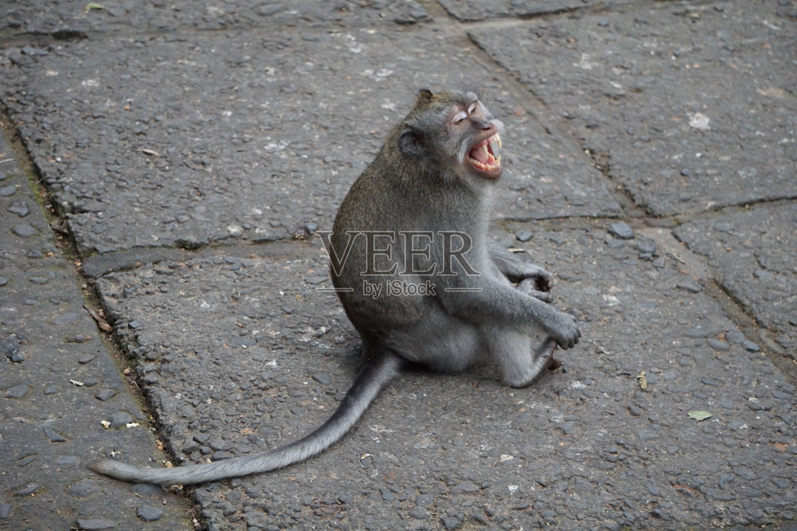 猴子坐在地上尖叫，露出牙齿照片摄影图片