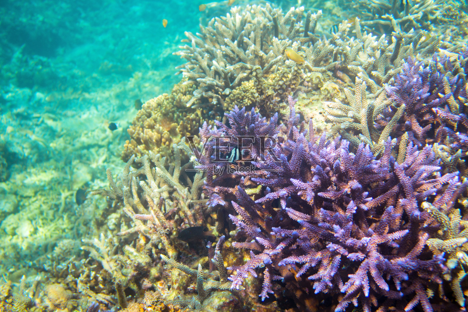 热带海岸的珊瑚礁和鱼类。海底风景照片。照片摄影图片