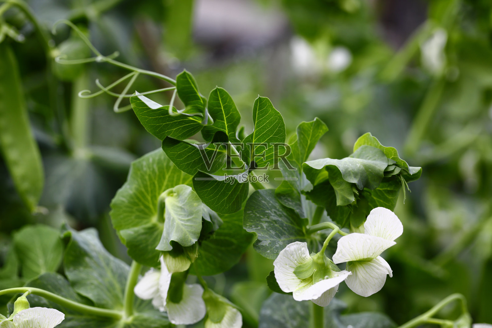 绿色豌豆植物荚新鲜有机蔬菜照片摄影图片