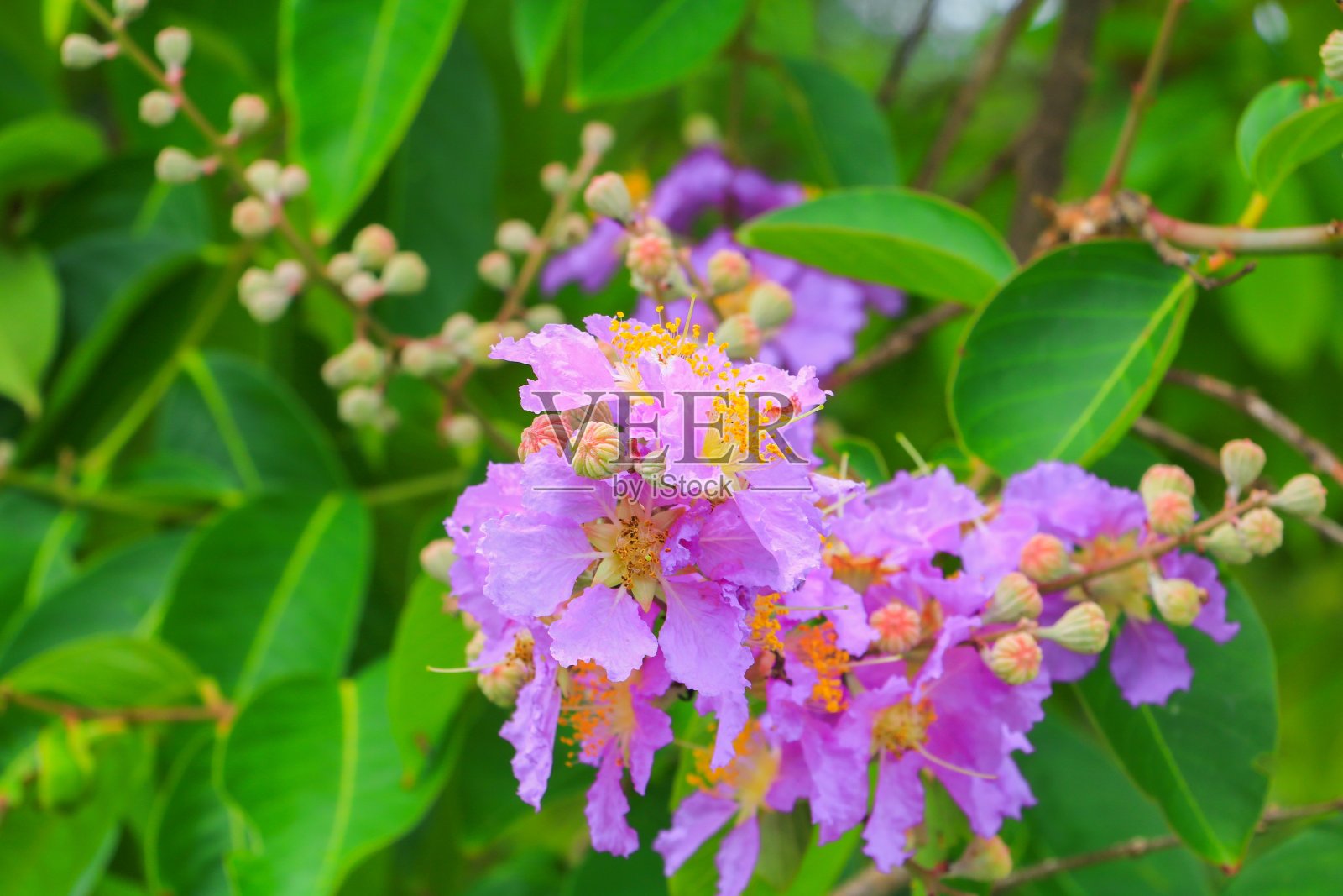 皇后花，大果紫薇。紫色的美丽在树上照片摄影图片
