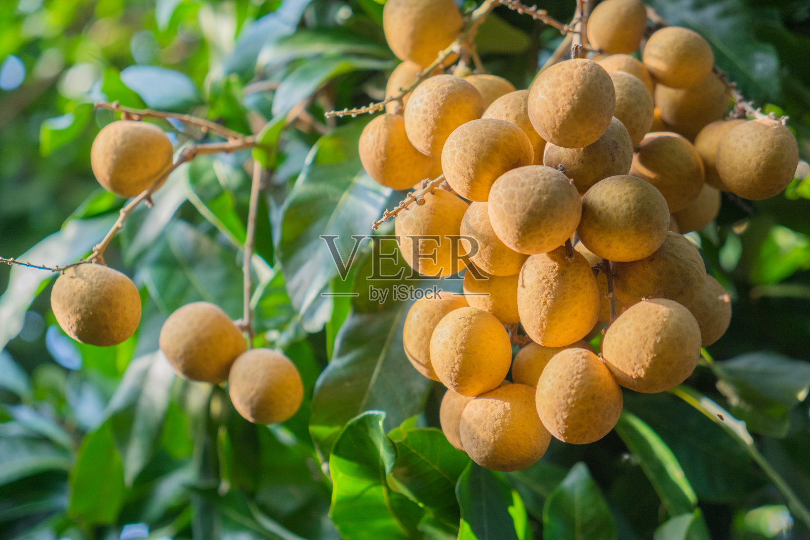 龙眼果园-热带水果幼龄龙眼在泰国照片摄影图片