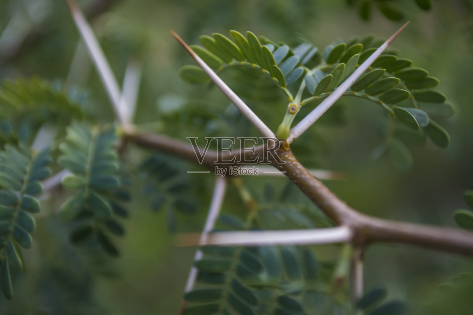 来自马赛马拉的刺槐树的刺的特写刺槐树是长颈鹿的食物照片摄影图片