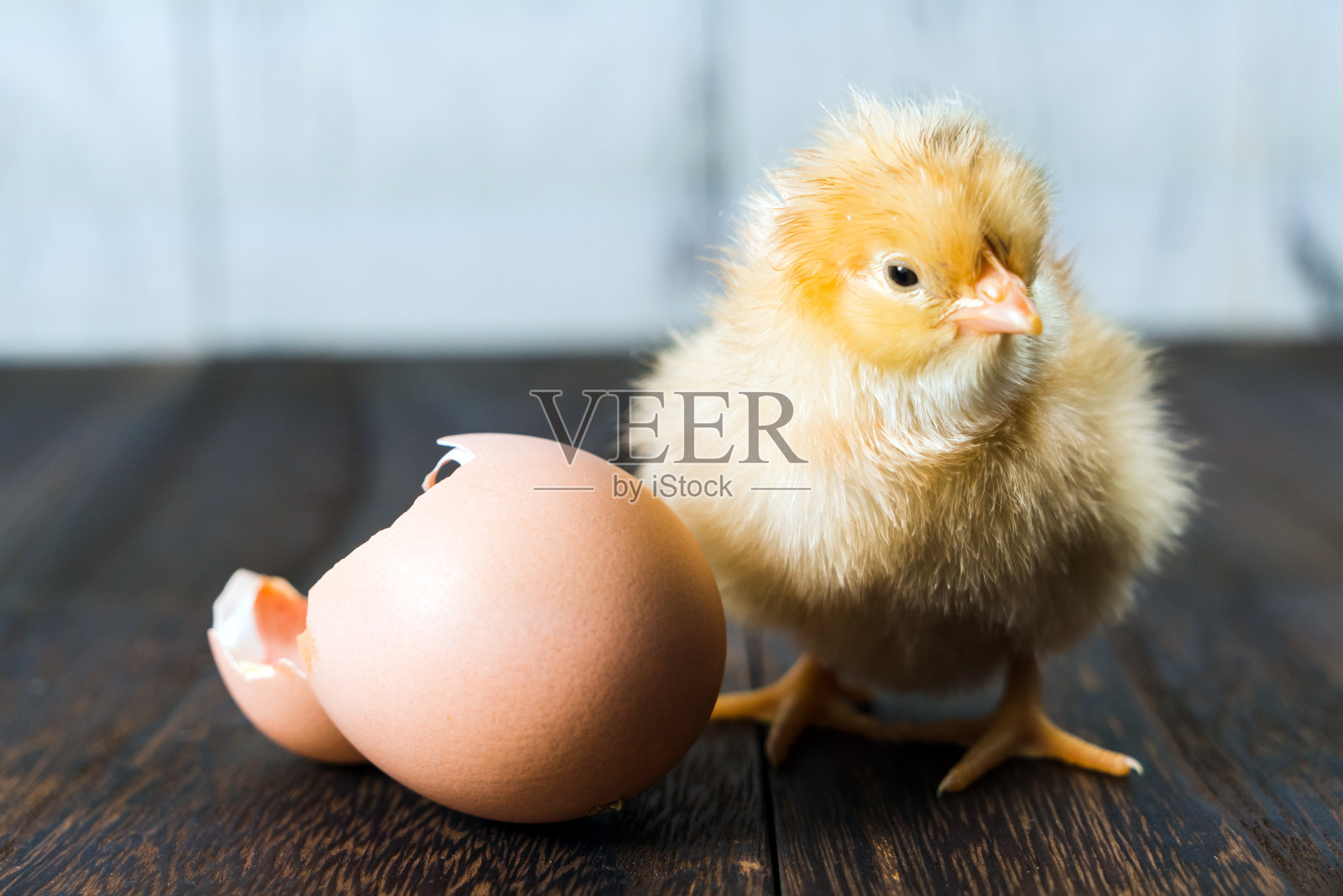 21天，徐州小学生记录小鸡人工孵化全过程！ - 哔哩哔哩