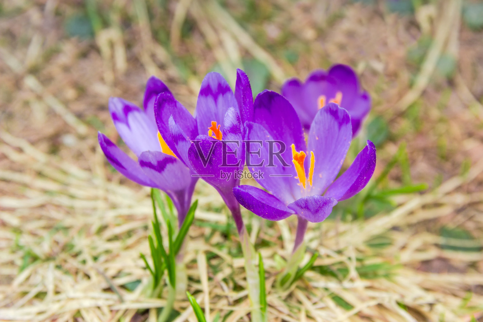 枯草中的紫色番红花照片摄影图片