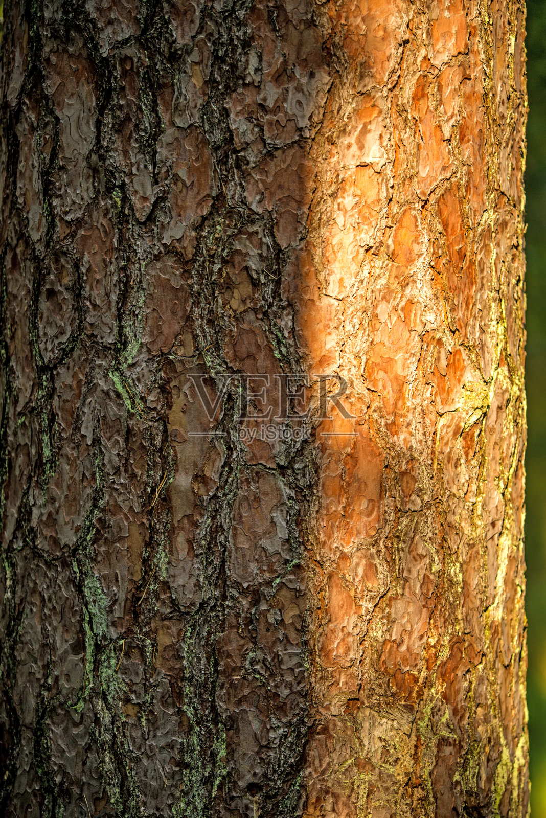 苏格兰松，树皮照片摄影图片