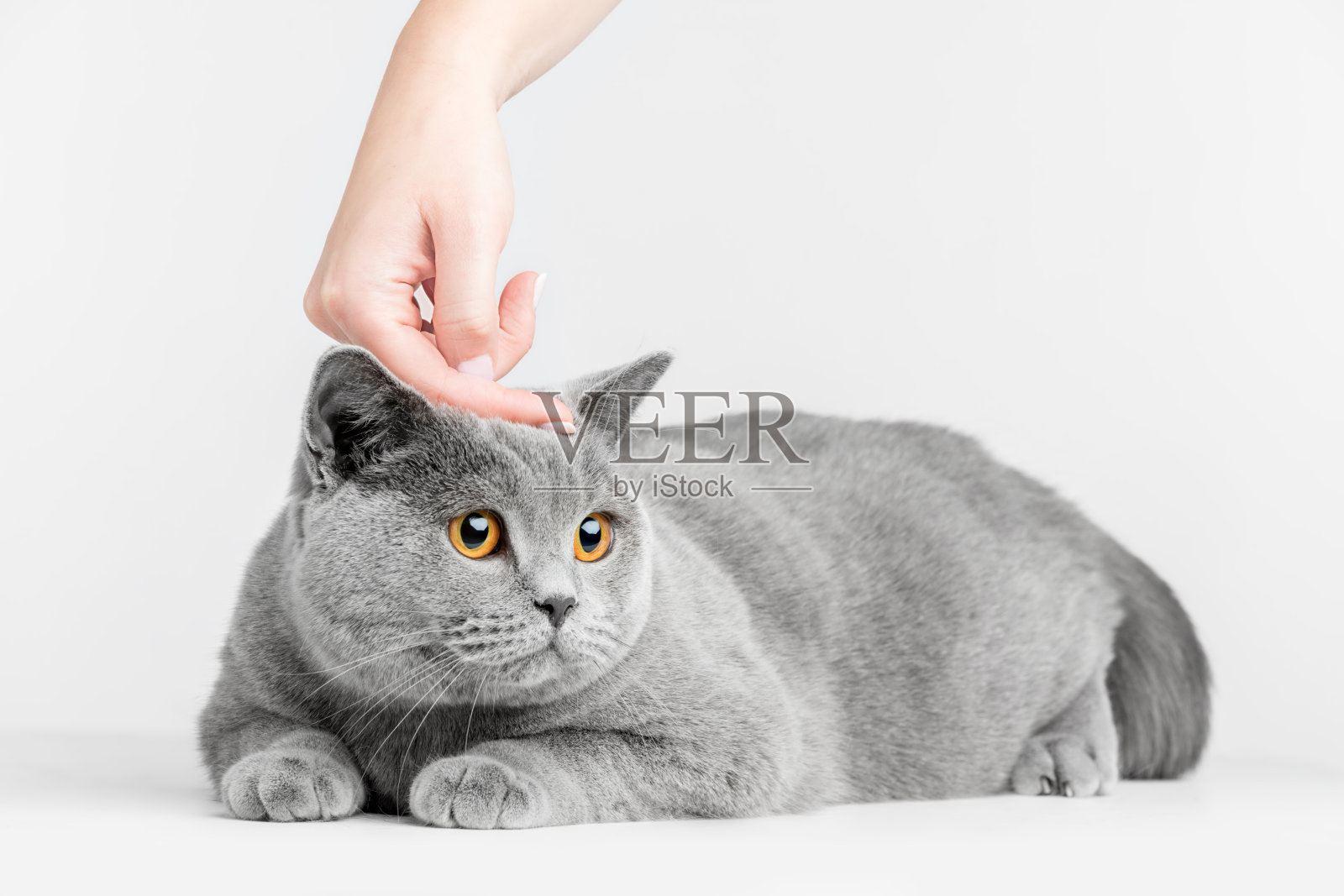 人的手抚摸着猫的头。英国短毛猫照片摄影图片
