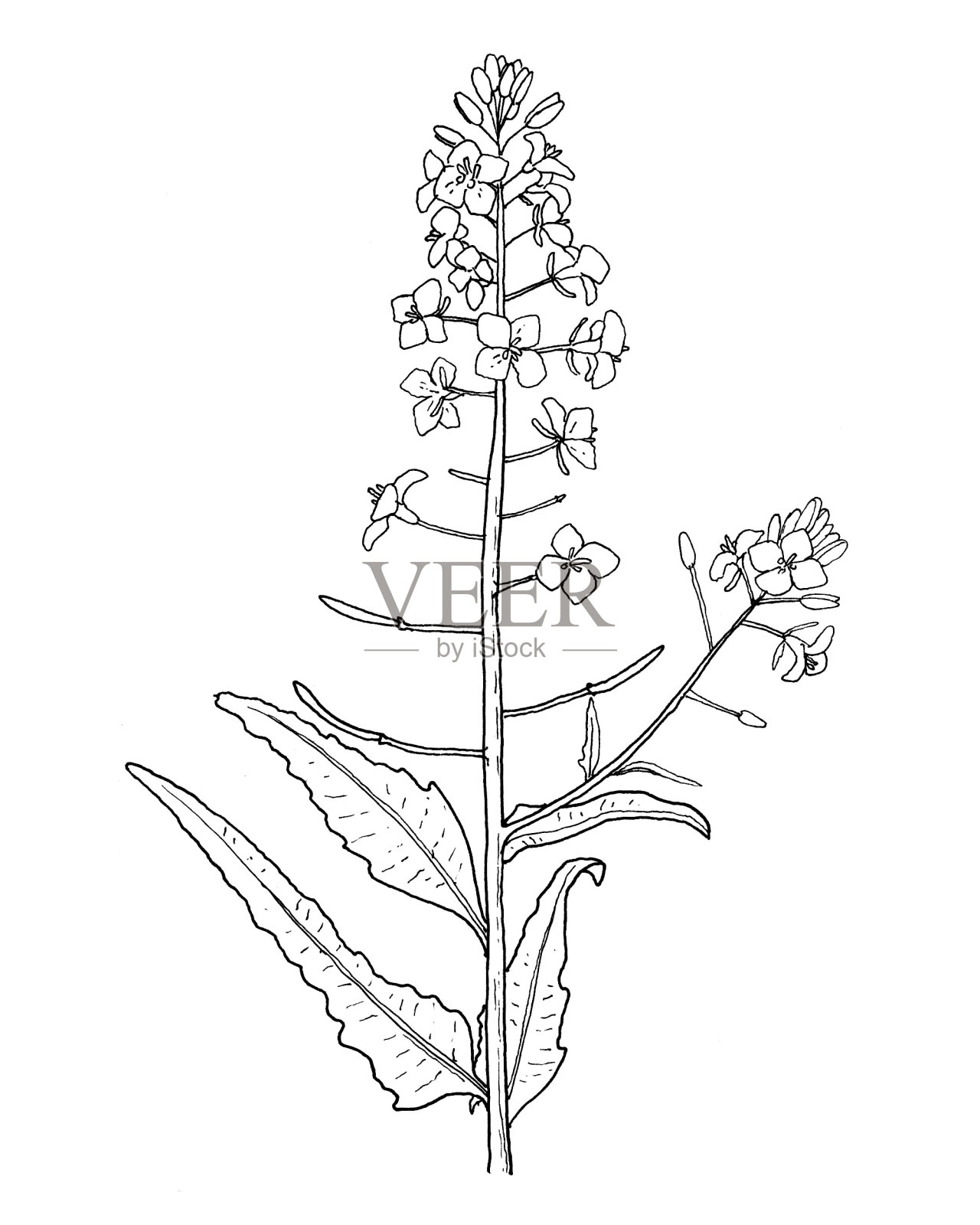 油菜籽和花卉手绘插图插画图片素材