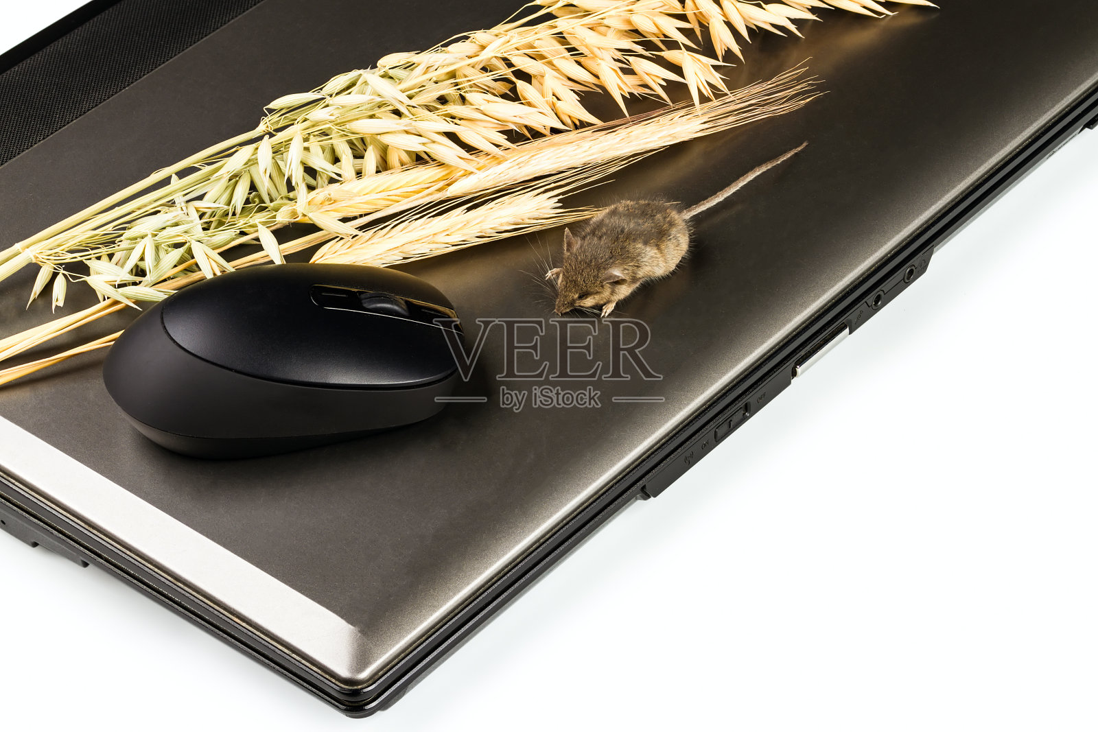 笔记本电脑，输入设备，鼠标和谷物的小穗照片摄影图片