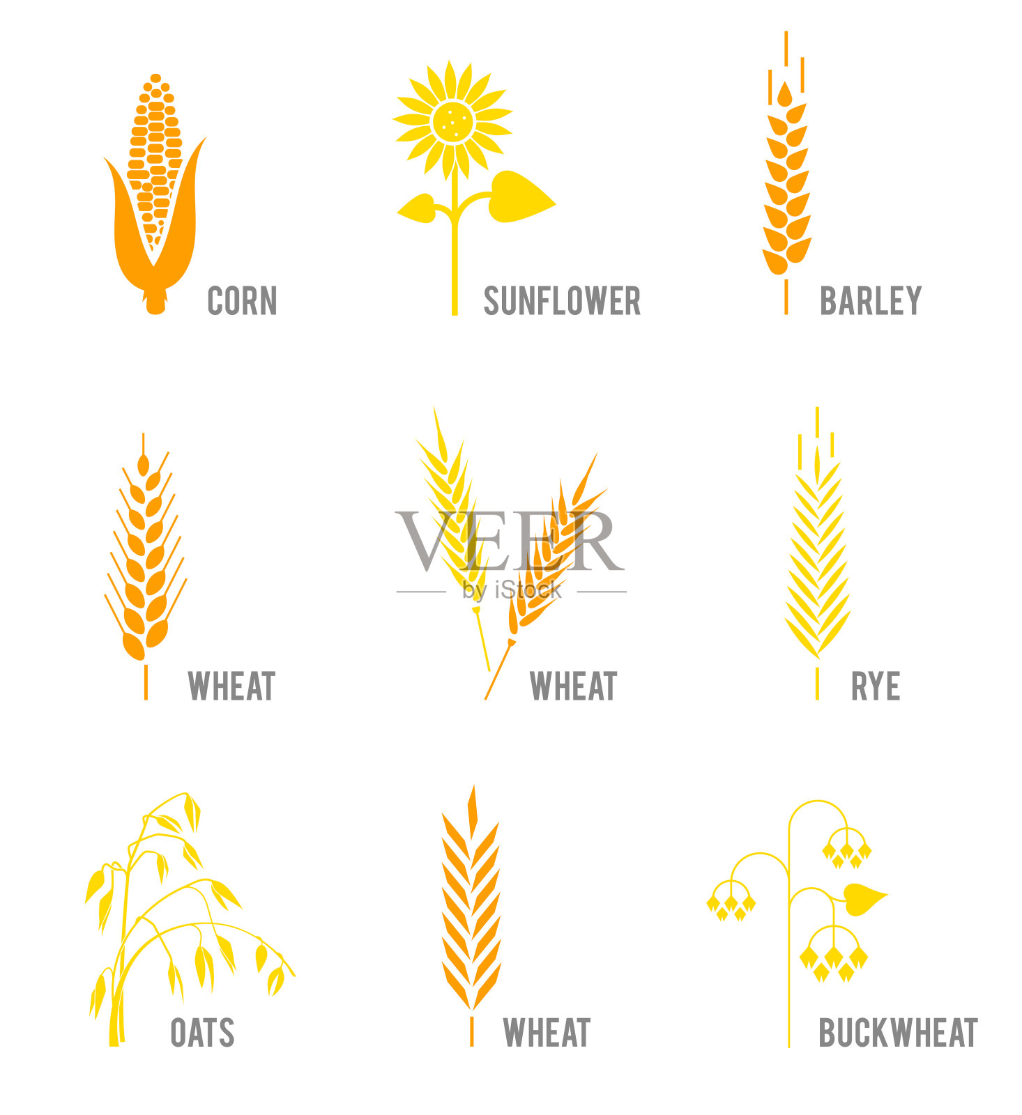 谷类图标设置大米，小麦，玉米，燕麦，黑麦，大麦，向日葵，荞麦。插画图片素材