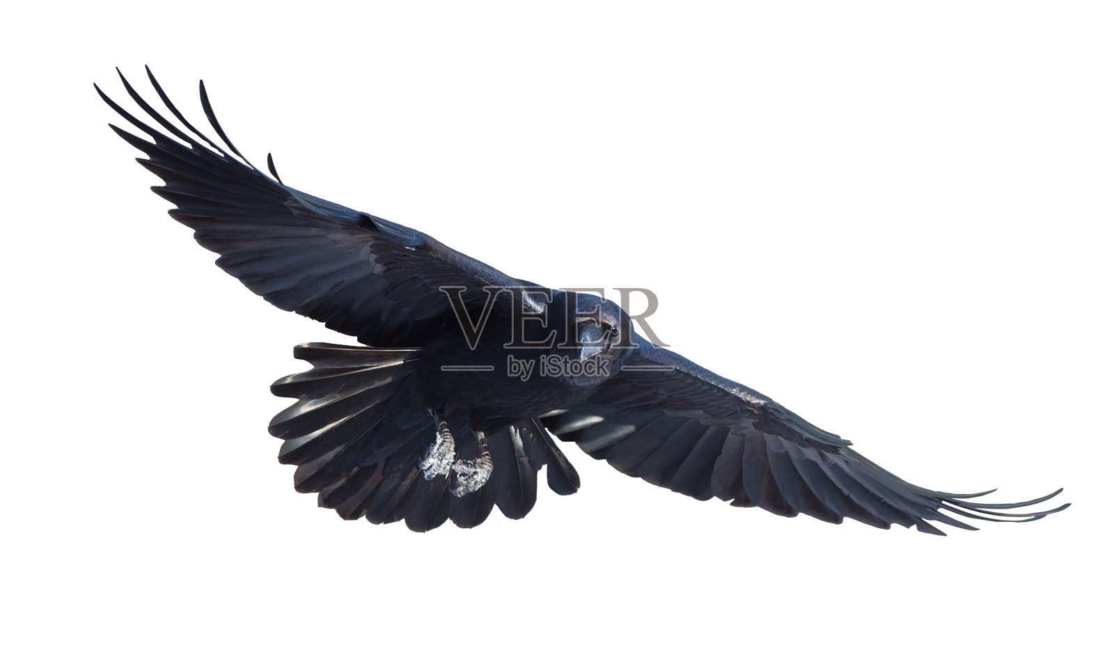 在白色背景上飞行的普通乌鸦照片摄影图片
