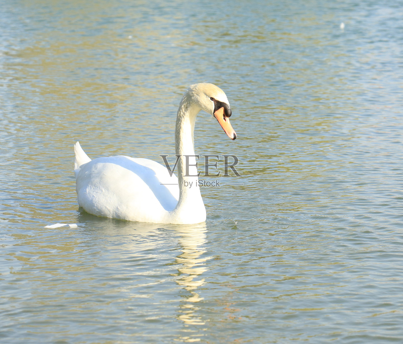 美丽的白天鹅鸭漂浮在湖面上照片摄影图片