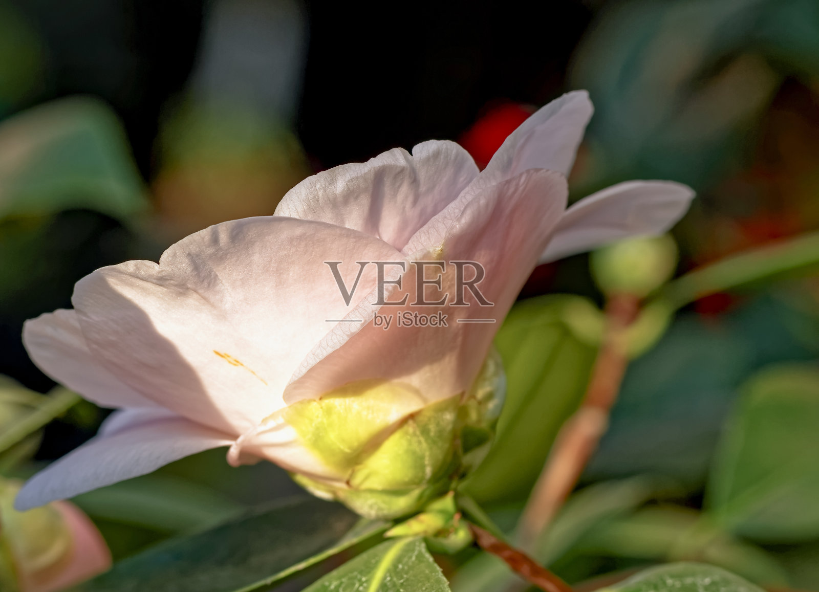 茶花(Camellia japonica L.)“戴维斯D.W.”照片摄影图片