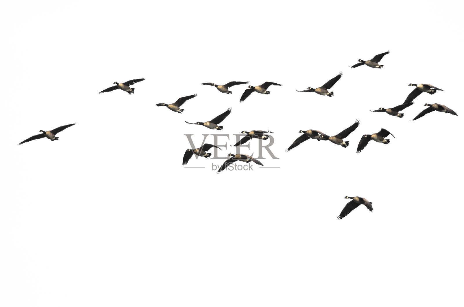 白色背景上飞翔的大群加拿大鹅照片摄影图片
