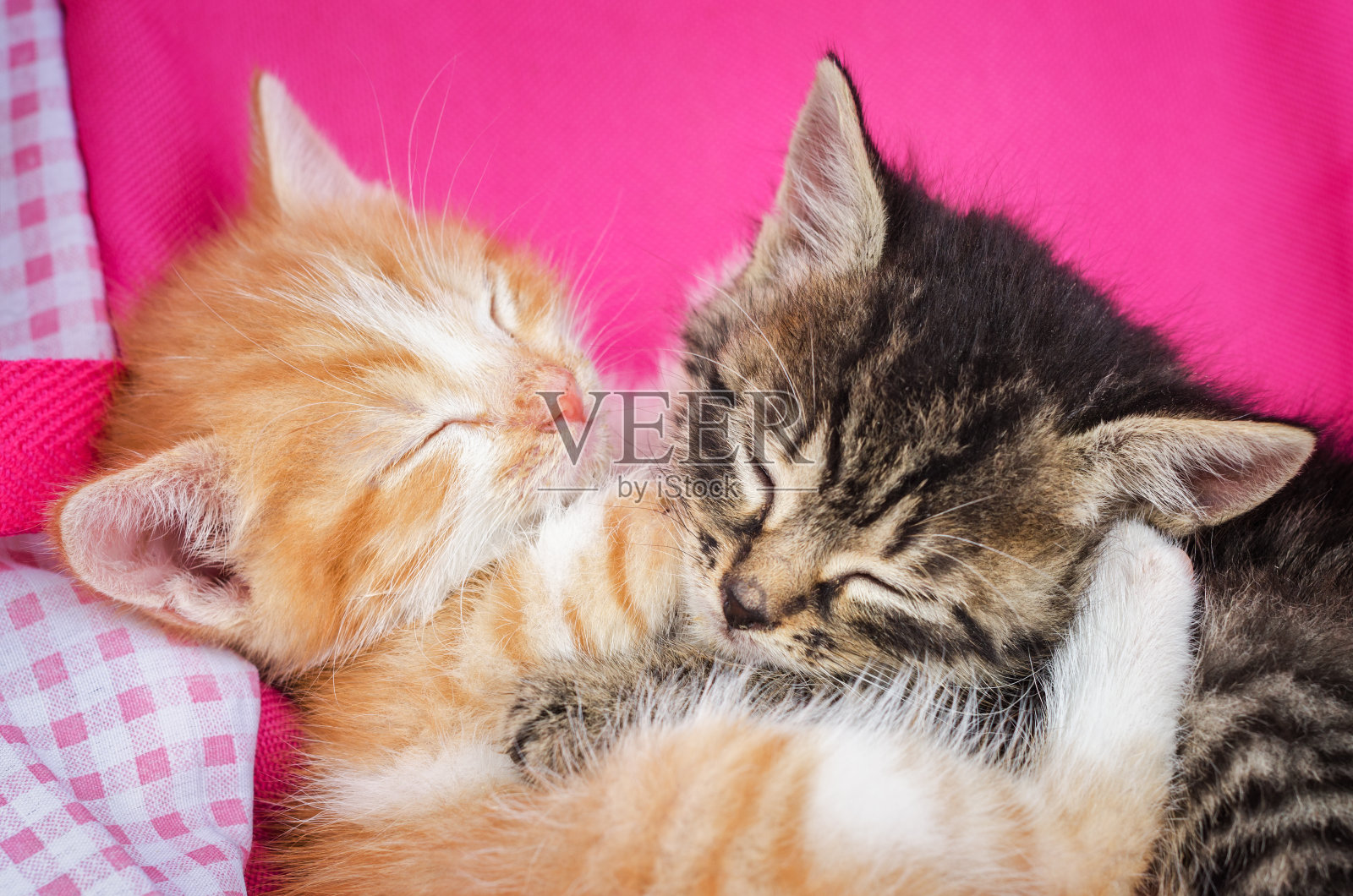 两睡觉小小猫 库存照片. 图片 包括有 工作室, 位于, 纯血统, 夫妇, 平静, 一起, 少许, 敌意 - 35689864