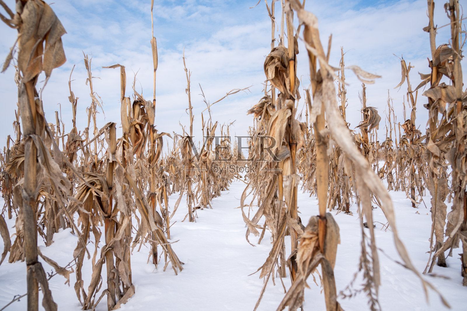 冬天的玉米田。照片摄影图片