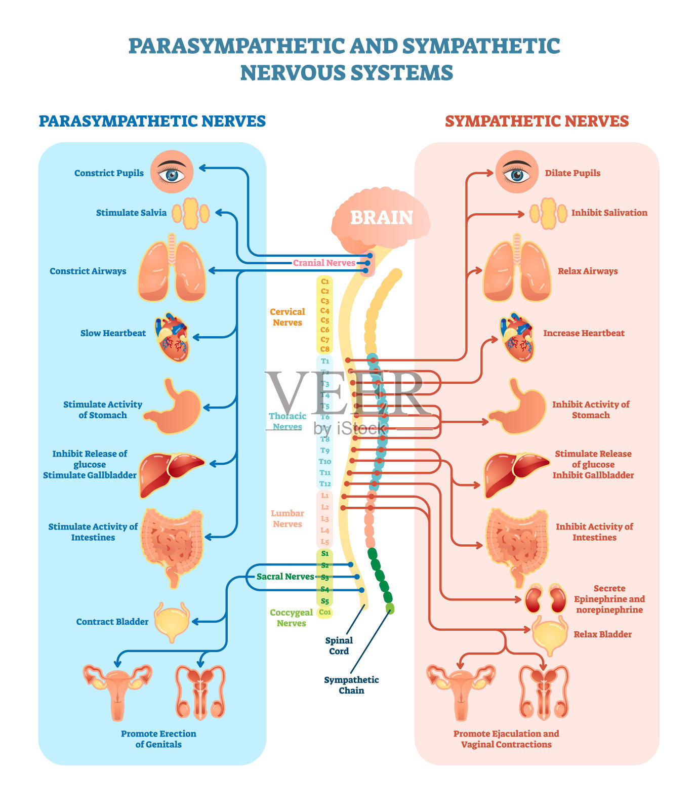人体神经系统医学载体图解与副交感神经和交感神经以及所有相连的内脏器官。插画图片素材