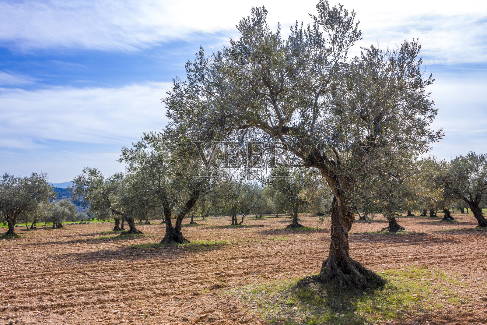橄榄树照片摄影图片