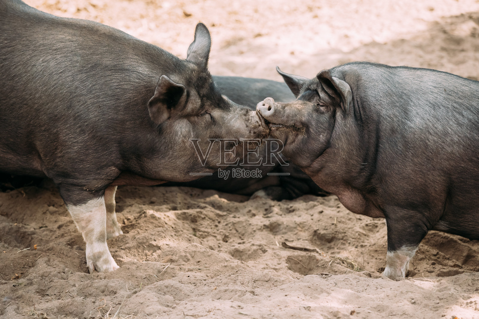 两只小猪喜欢在农场的院子里接吻。大黑猪在沙地上休息。养猪业就是饲养家养的猪照片摄影图片