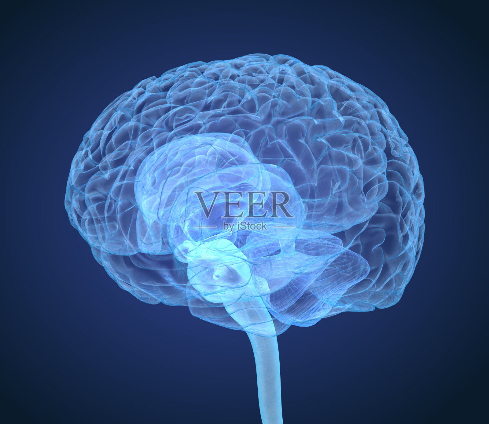 x射线大脑解剖与内部结构，医学上精确的3D插图照片摄影图片