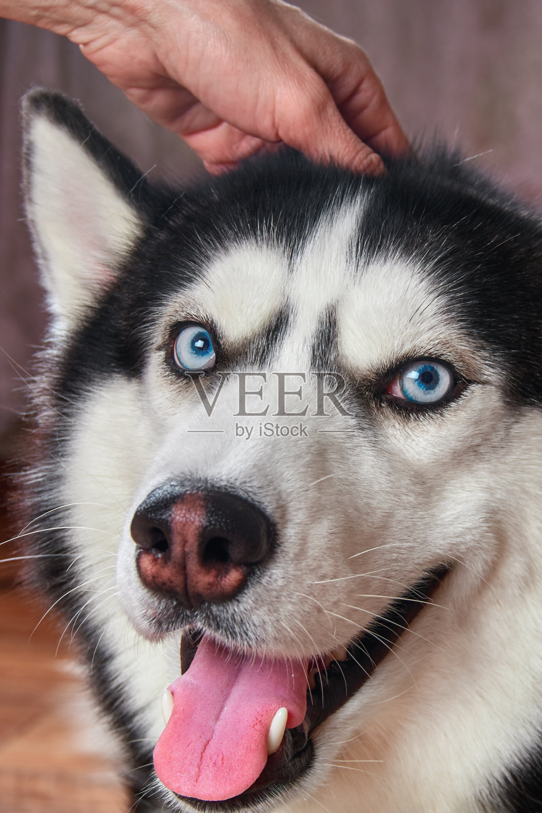 快乐的哈士奇。西伯利亚哈士奇抓耳后和可爱的宠物高兴地微笑。开朗的哈士奇黑色和蓝色的颜色和蓝色的眼睛。照片摄影图片