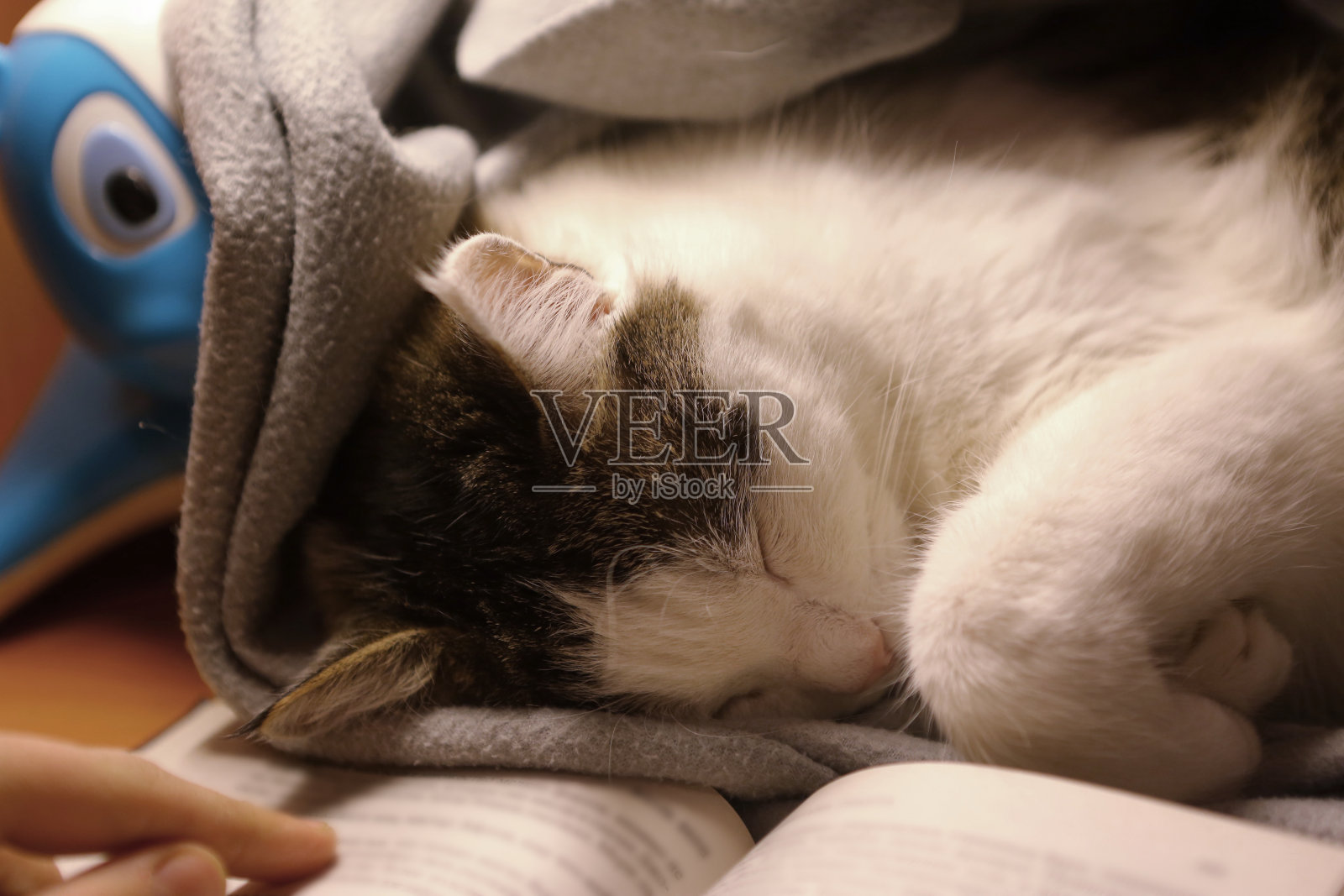 可爱的小猫睡在书的旁边懒懒地打盹照片摄影图片