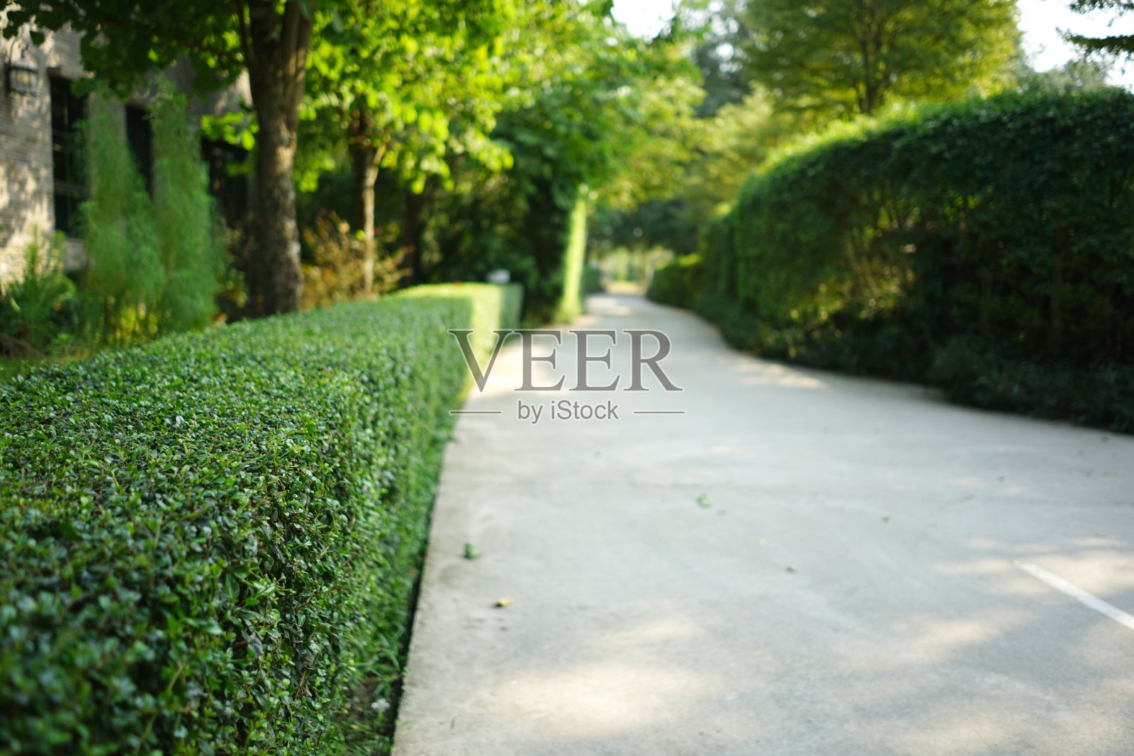 曲线混凝土路径与绿色修剪灌木树篱在公园照片摄影图片