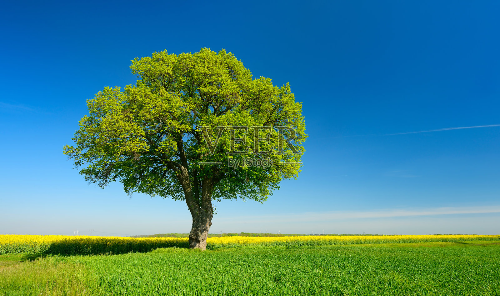 蓝天下油菜籽麦田里的孤独酸橙树照片摄影图片