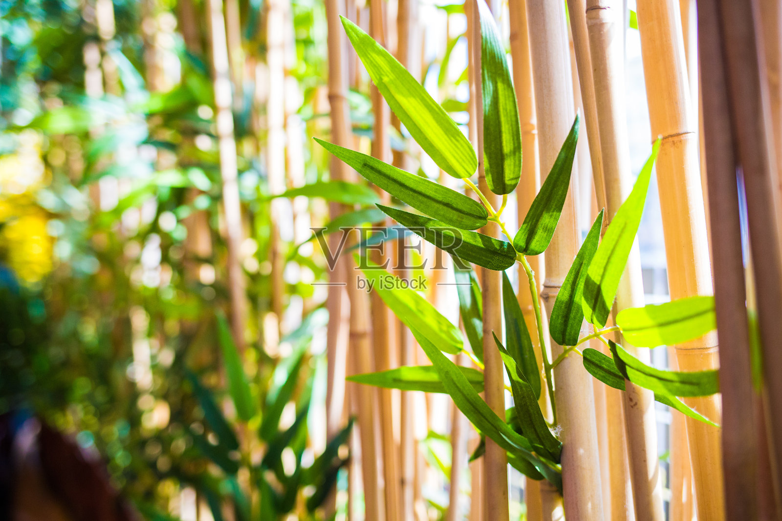 竹林中的幼竹叶照片摄影图片