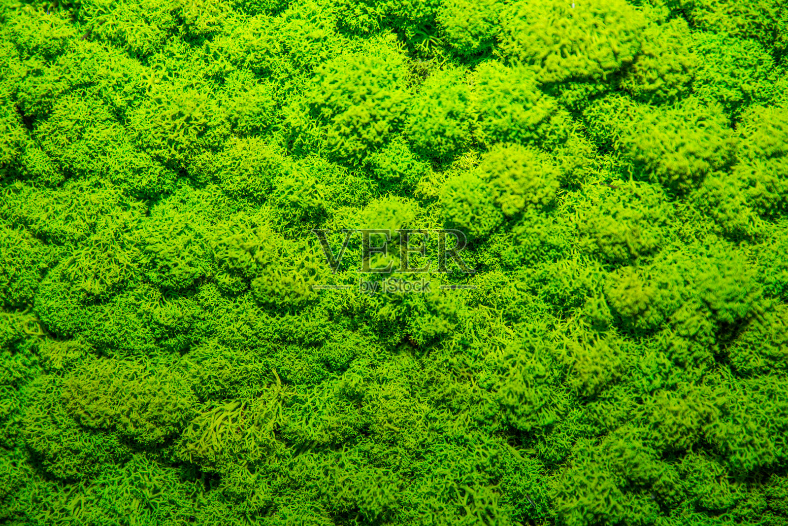 绿苔背景，苔藓质地照片摄影图片