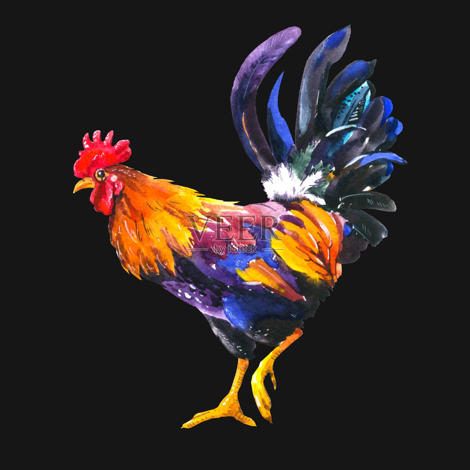 真实的插图多色公鸡在白色的背景。水彩手绘家禽。2017中国鸡年。有年份标志的海报插画图片素材