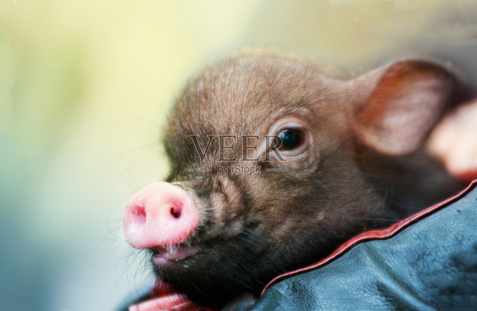 可爱的小猪肖像照片摄影图片