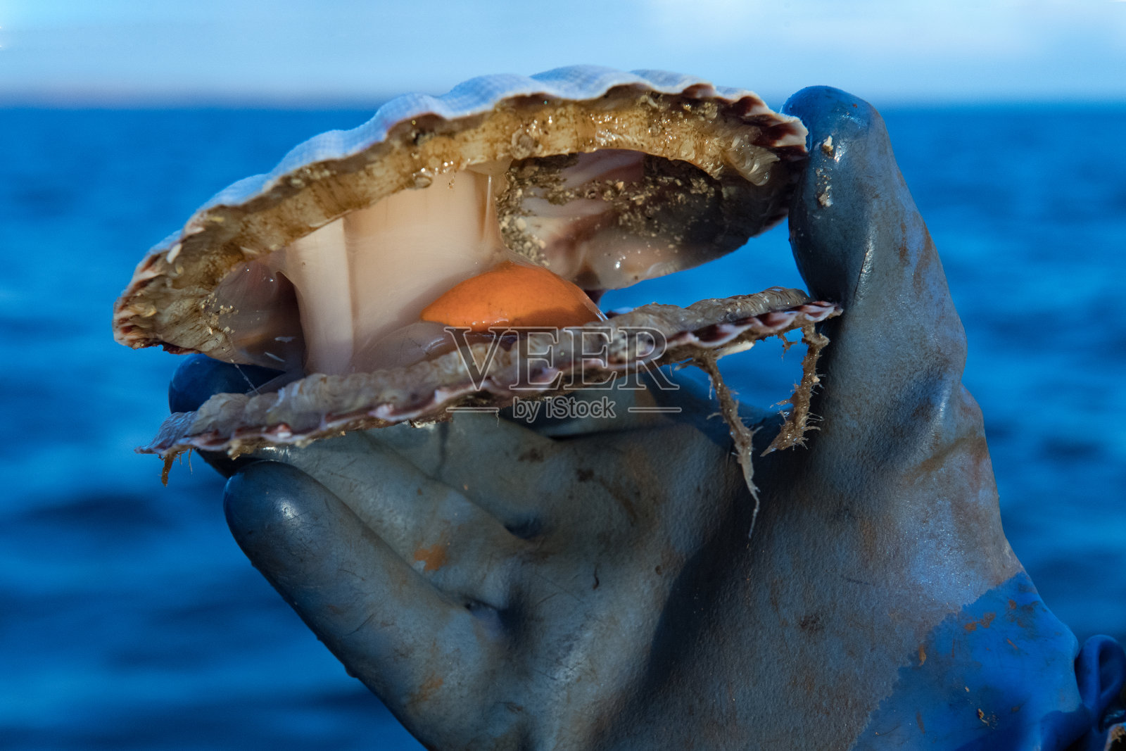 扇贝渔业照片摄影图片