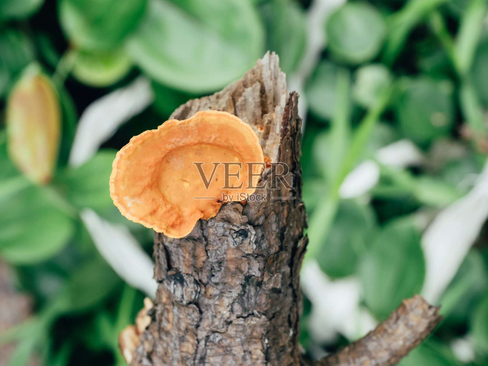 木材微距上的蘑菇照片摄影图片
