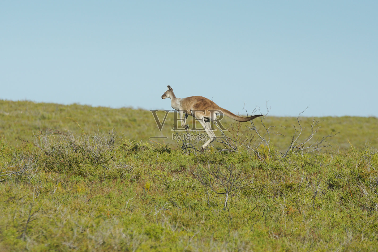 红袋鼠，南邦国家公园，西澳大利亚照片摄影图片