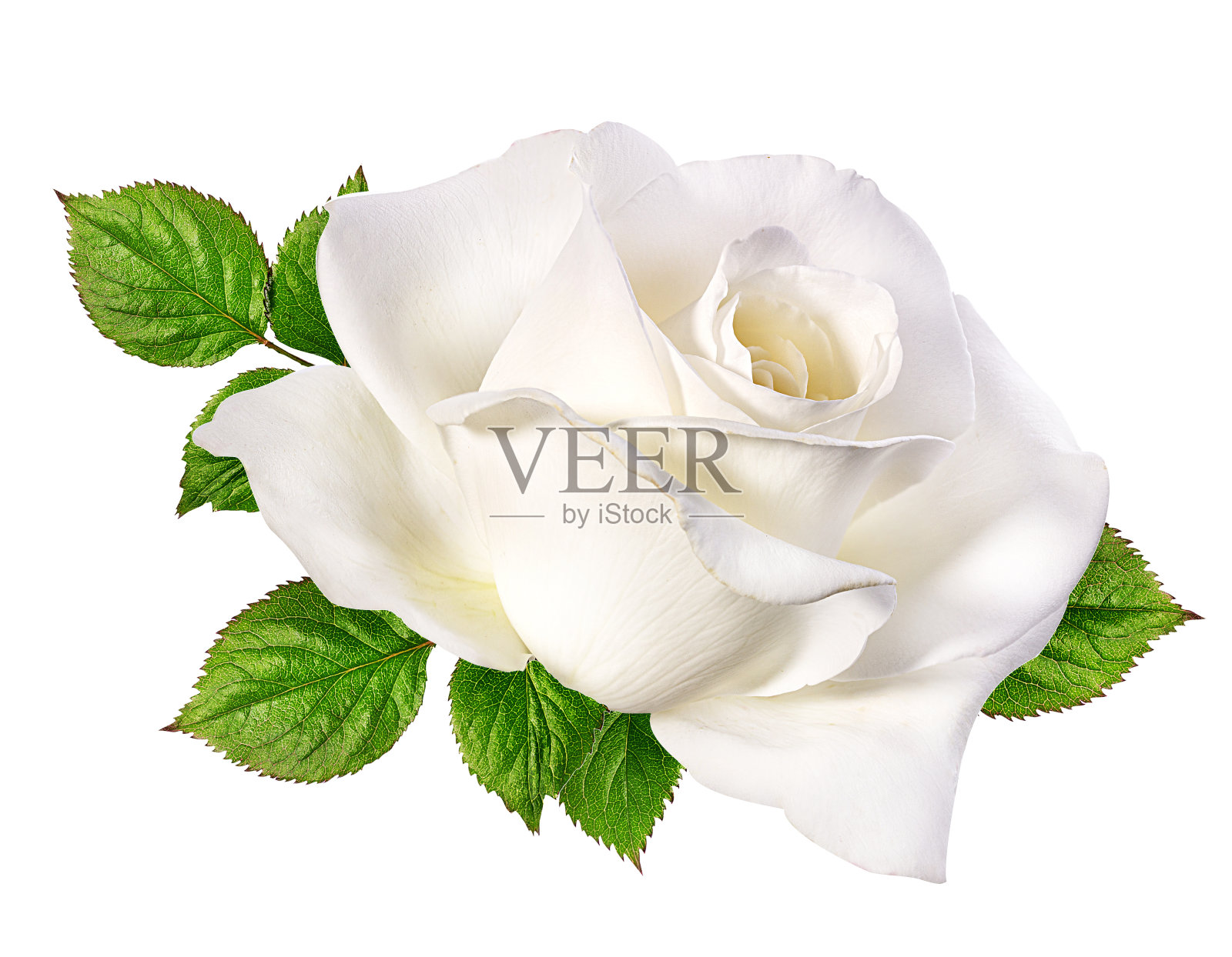 孤立在白色上的白玫瑰照片摄影图片
